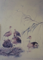 Ducks by Charlotte, R