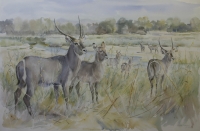 Waterbuck by Vaughan, Patricia